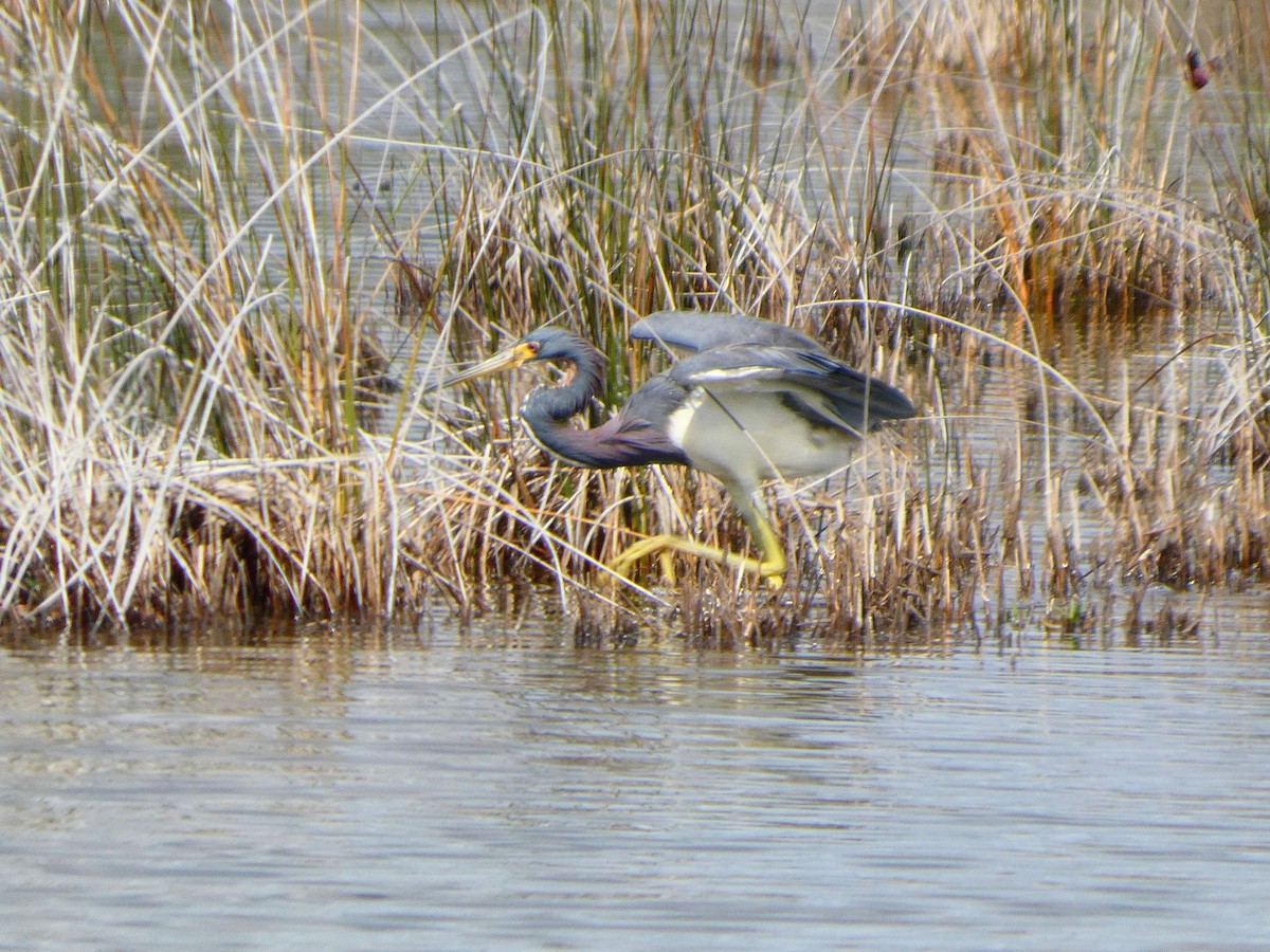 Tricolored Heron - ML652737265