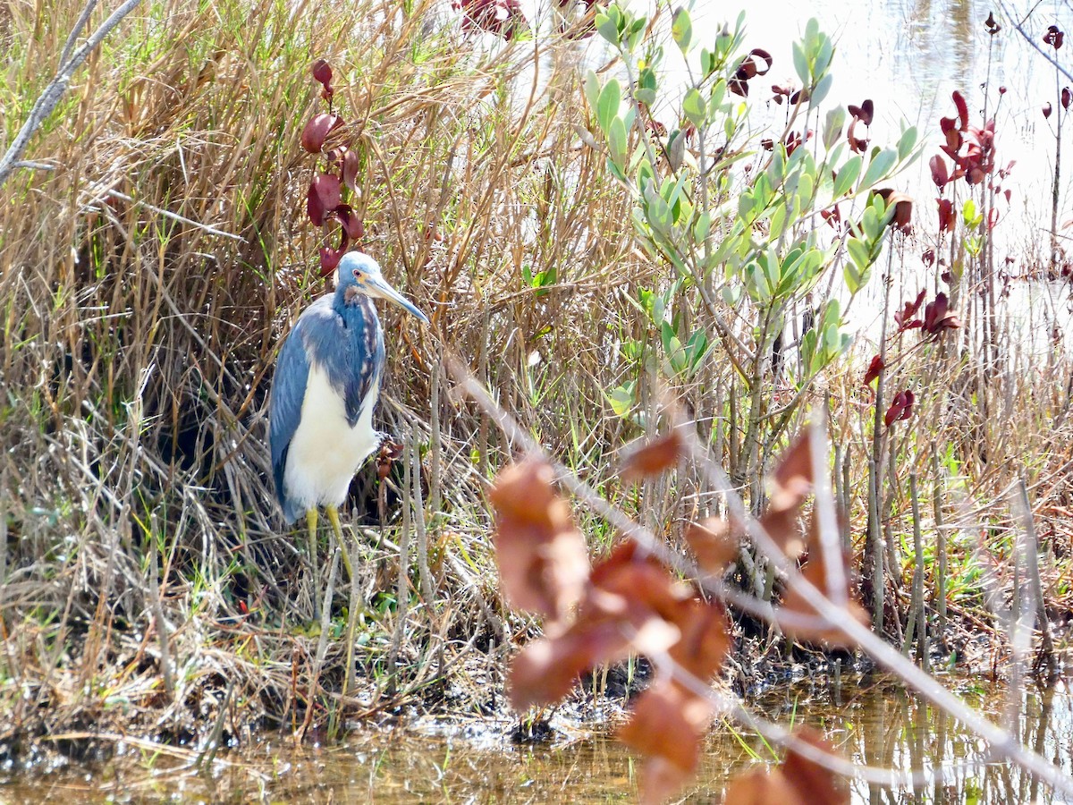 Tricolored Heron - ML652737267