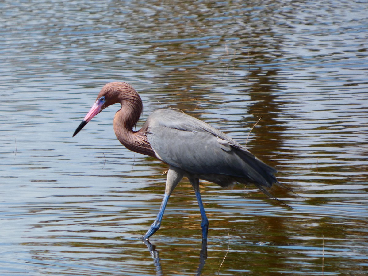 Reddish Egret - ML652737292