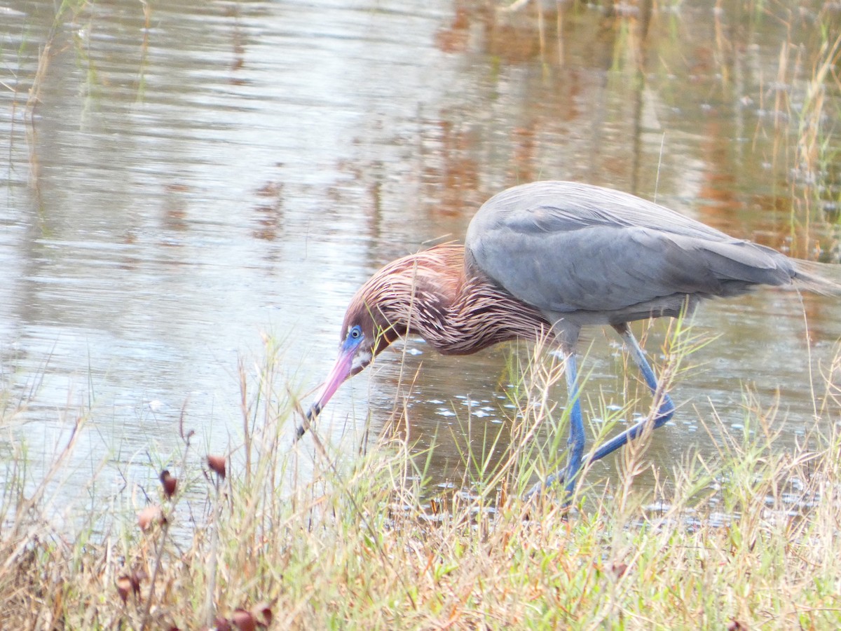 Reddish Egret - ML652737293