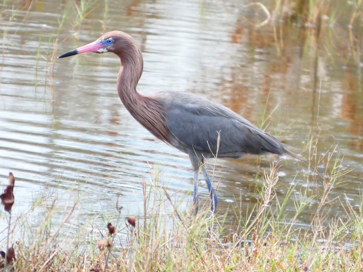 Reddish Egret - ML652737294