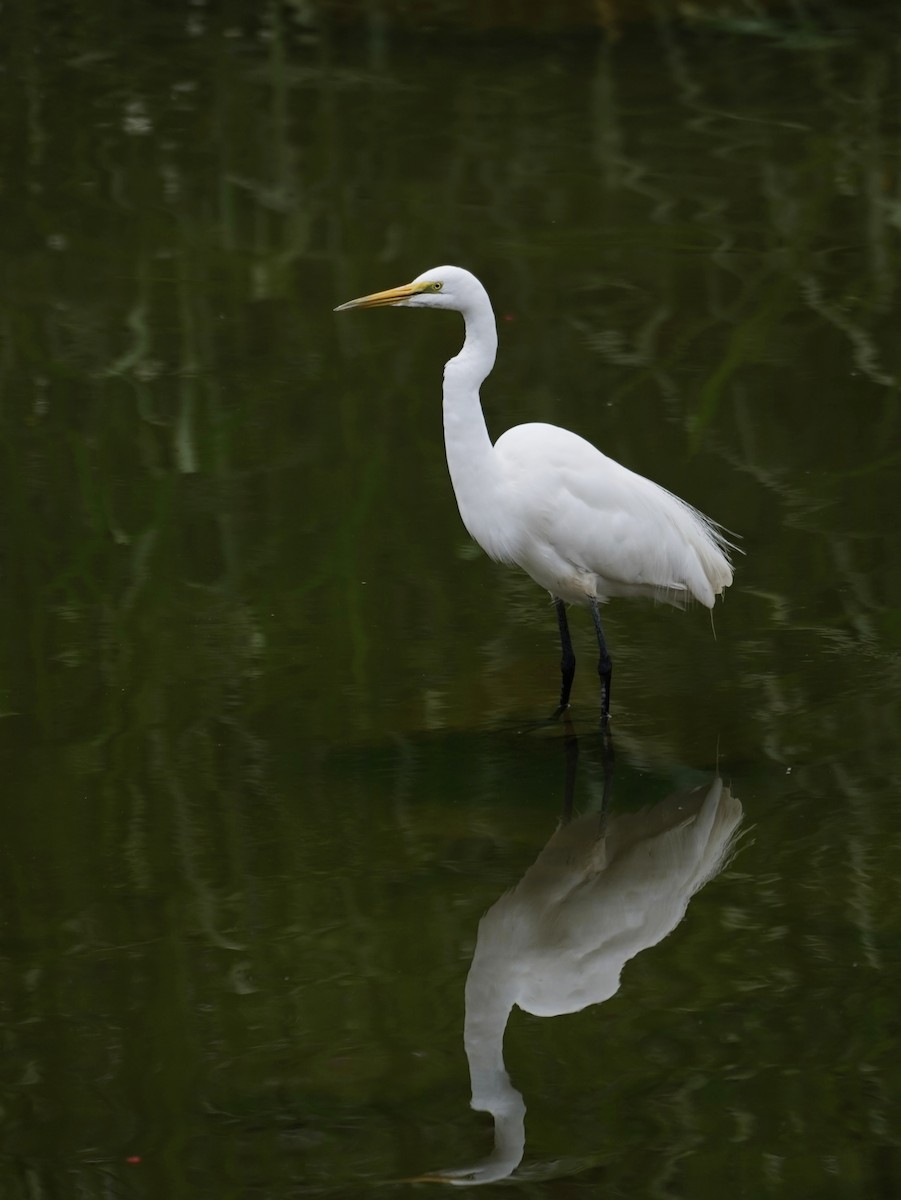 Koartza zuria - ML652737302