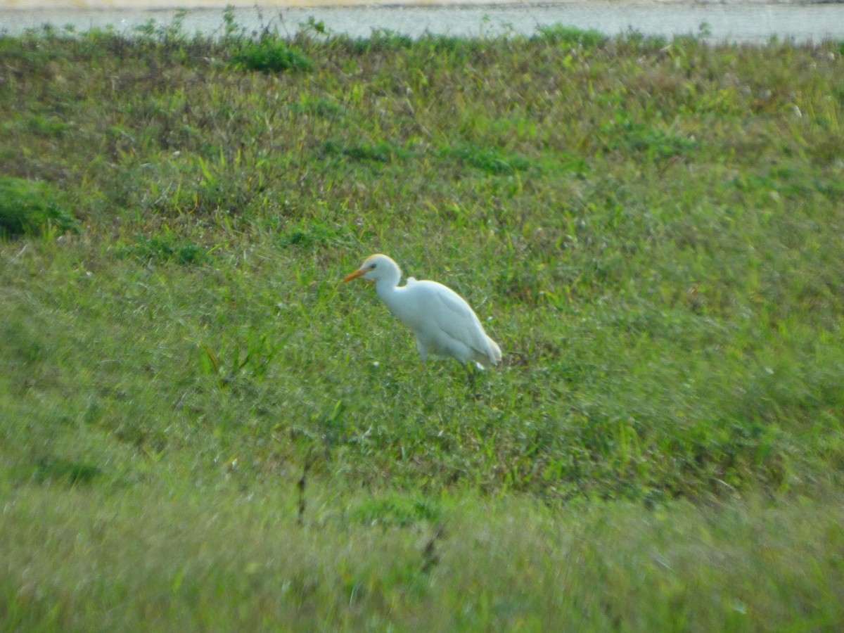 Western Cattle-Egret - ML652737309