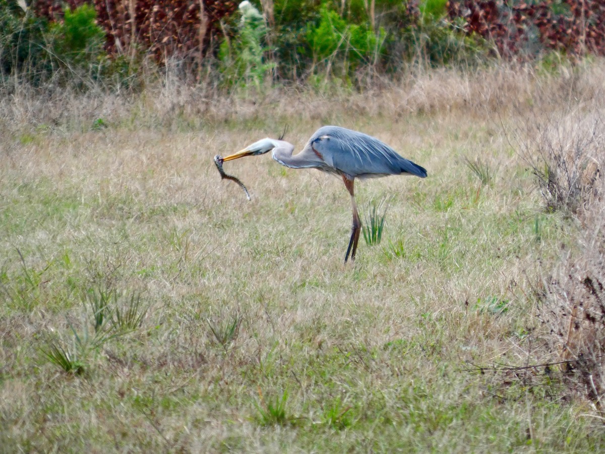 Great Blue Heron - ML652737336