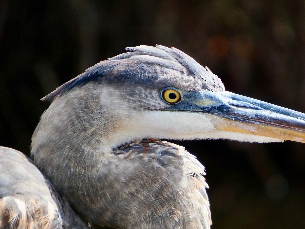 Great Blue Heron - ML652737337