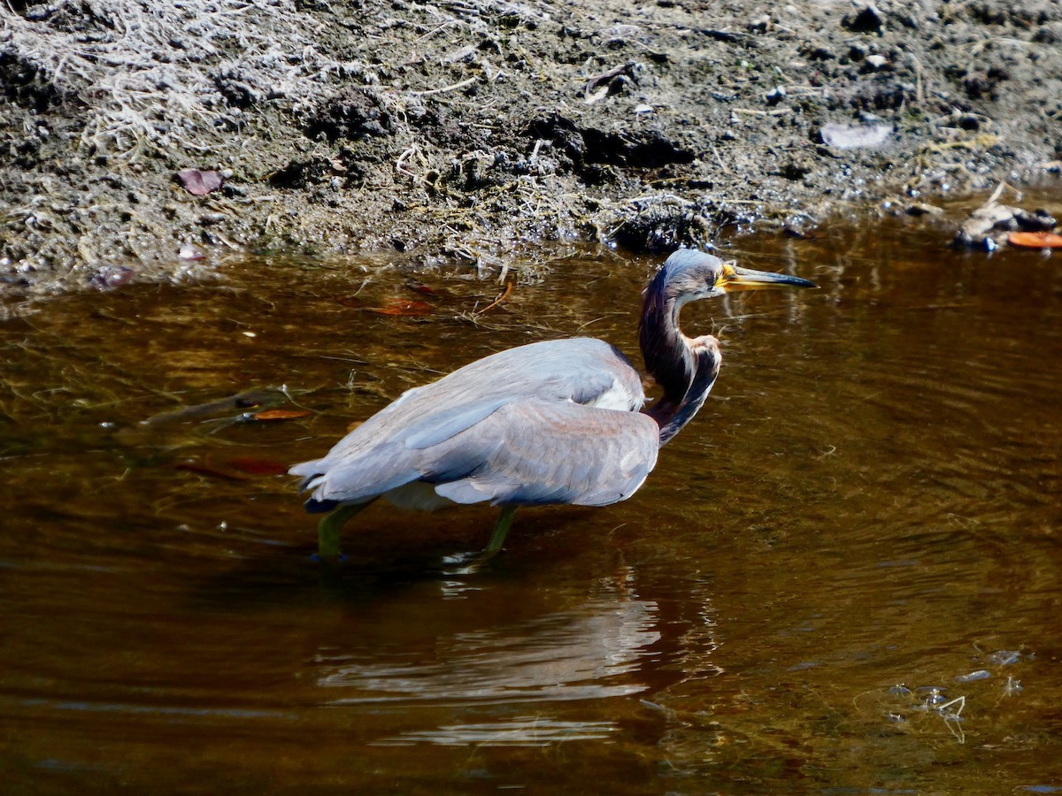 Tricolored Heron - ML652737351