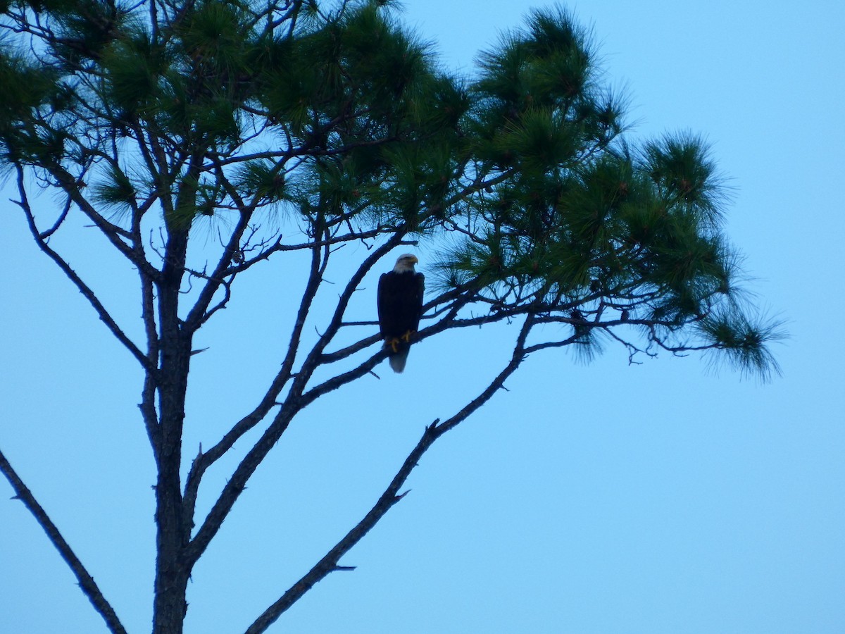 Bald Eagle - ML652737362