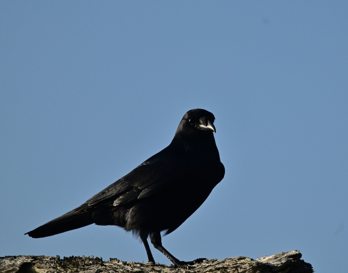 Fish Crow - ML652737553