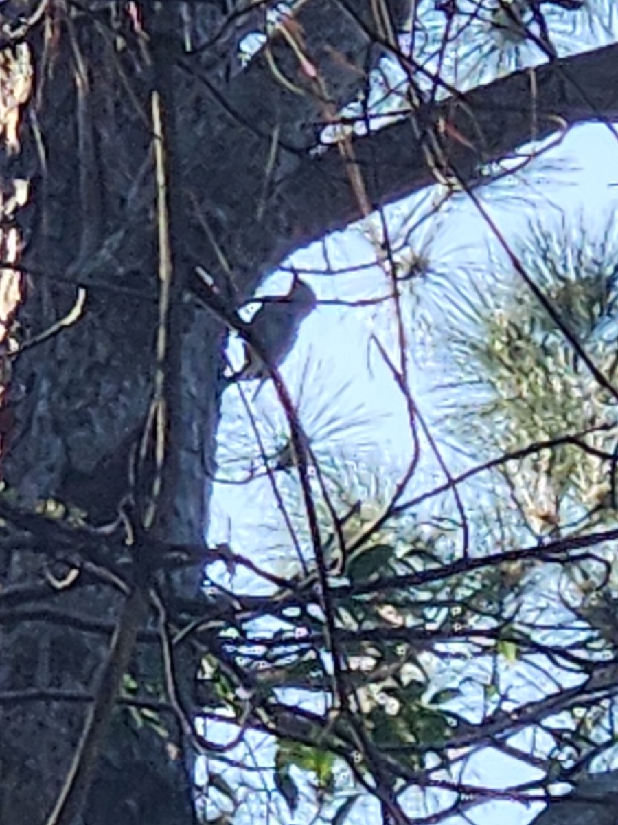 Red-bellied Woodpecker - ML652737701