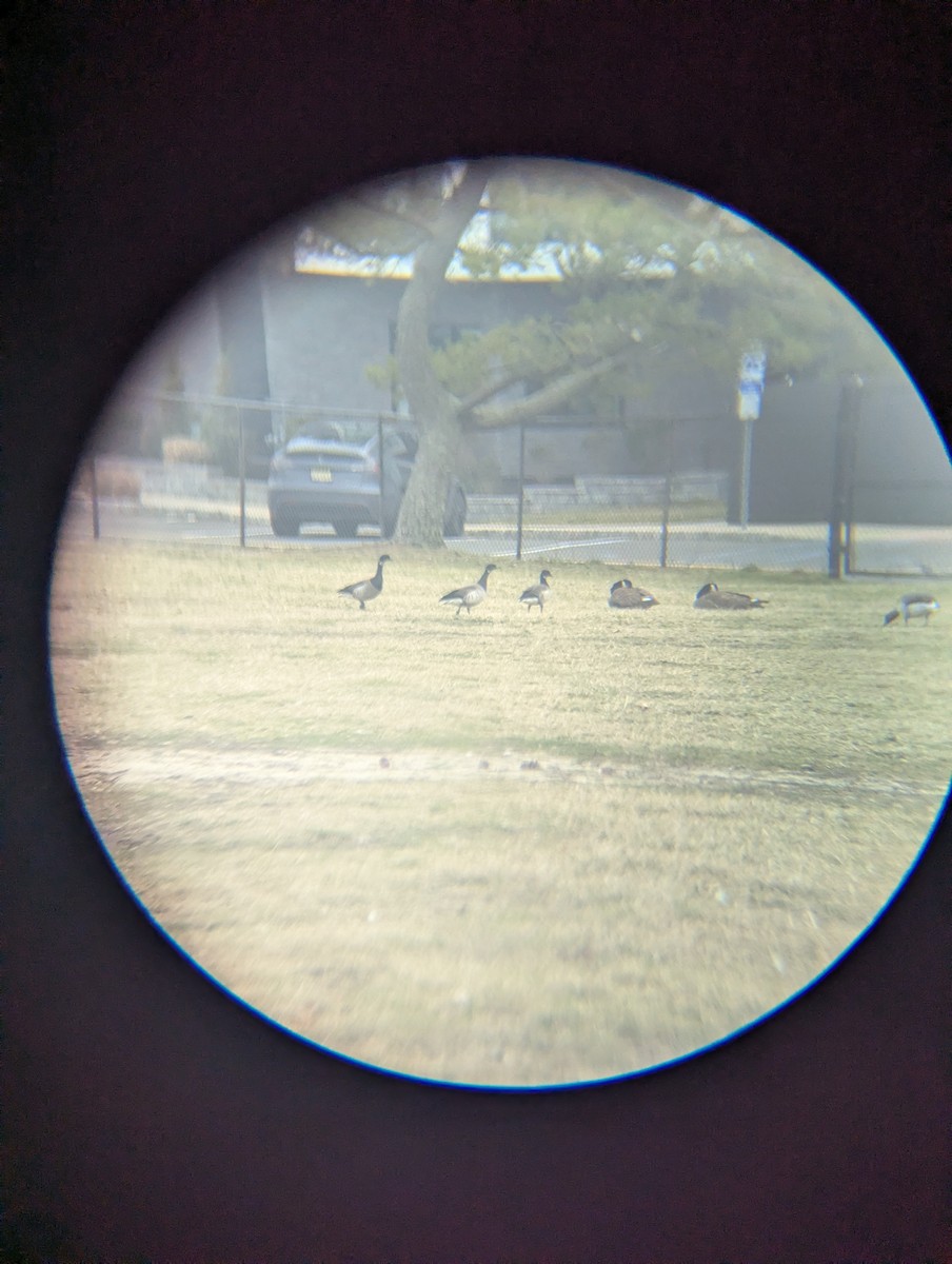 Хар толгойт галуу - ML652737875