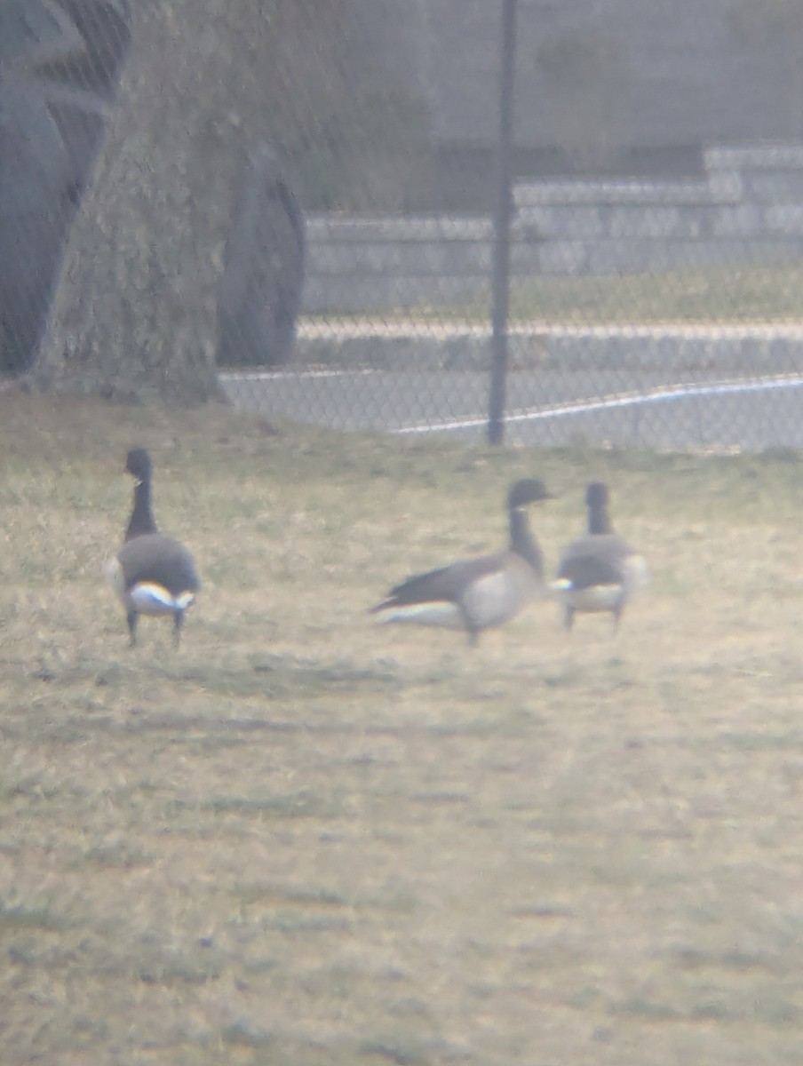 Хар толгойт галуу - ML652737880