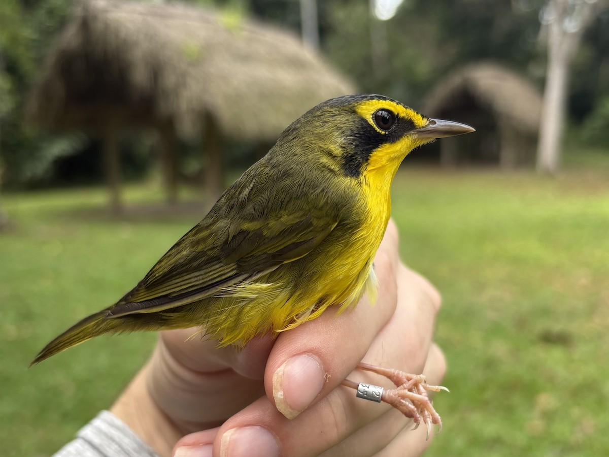 kentuckyparula - ML652737901