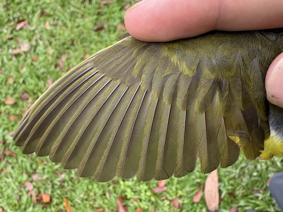 kentuckyparula - ML652737902