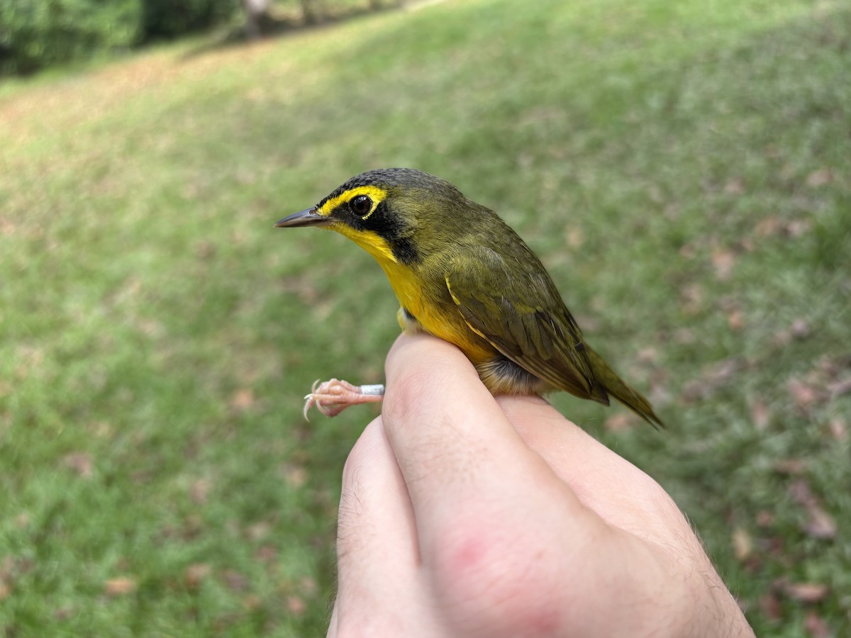 kentuckyparula - ML652737903