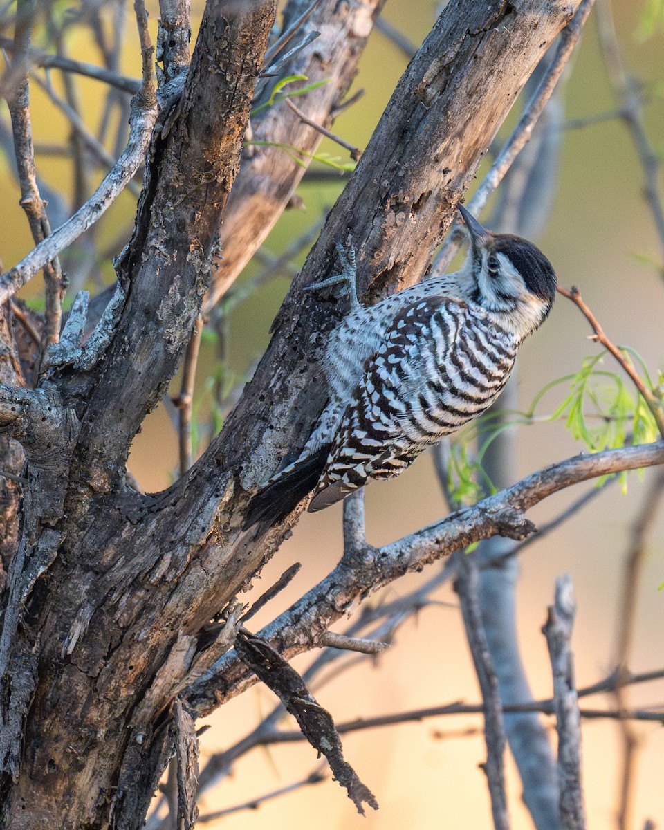 strakapoud proužkohřbetý - ML652738059