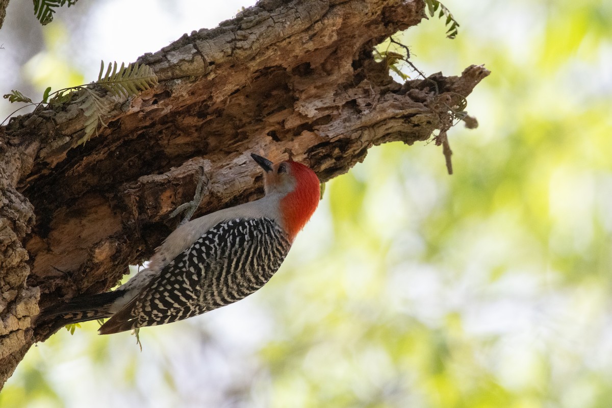 Red-bellied Woodpecker - ML652738493