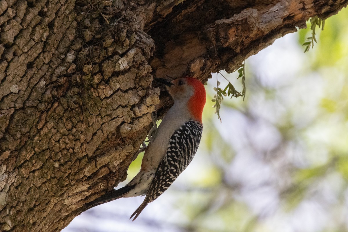 Red-bellied Woodpecker - ML652738494