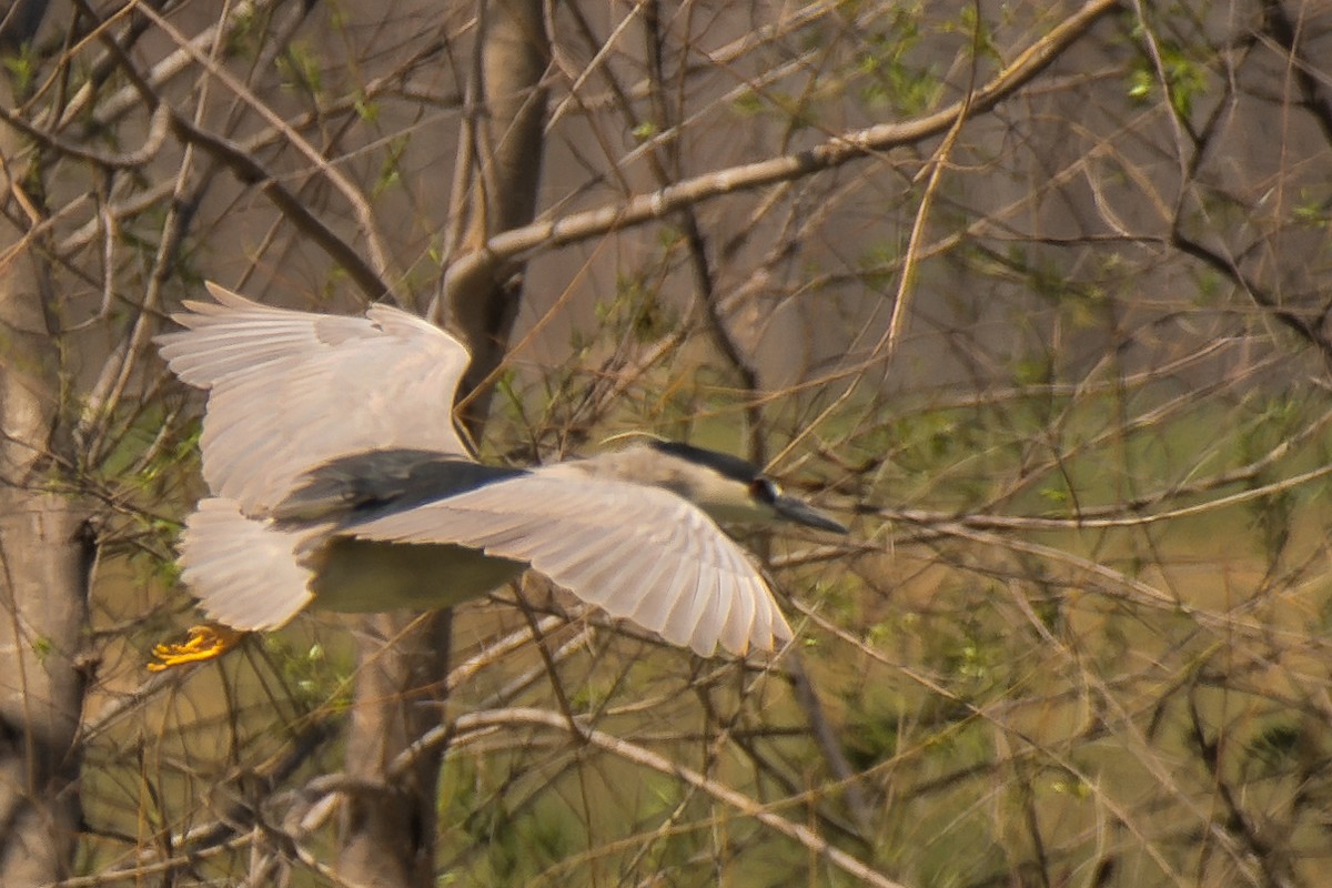 夜鷺 - ML652738511