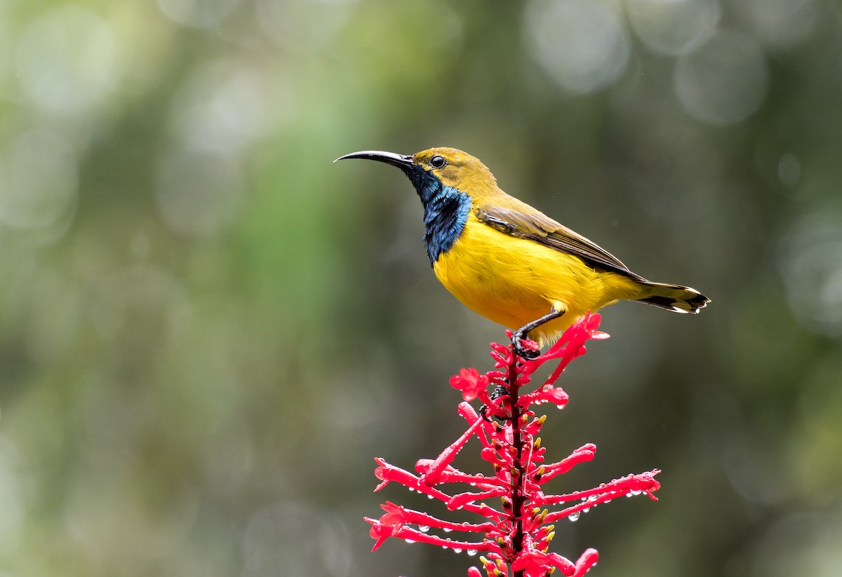 Sahul Sunbird - ML652738517