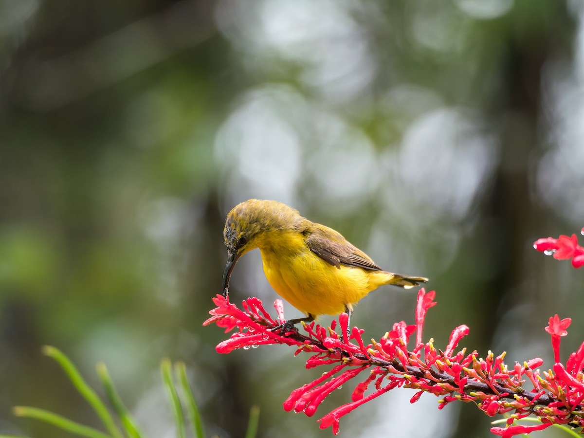 Sahul Sunbird - ML652738521