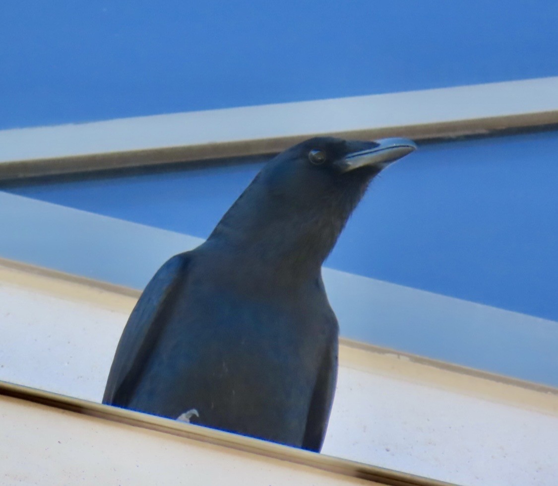 Fish Crow - ML652738666