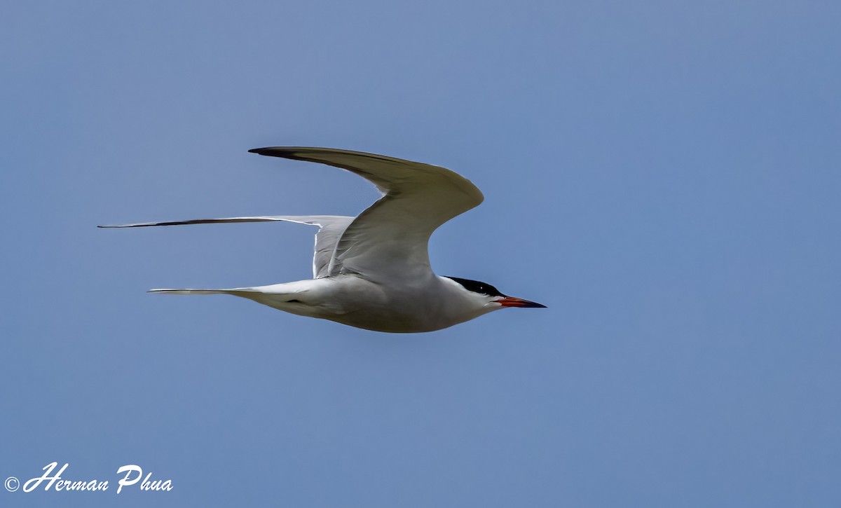 Common Tern - ML652738728