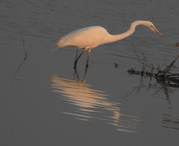 Koartza zuria - ML652738857