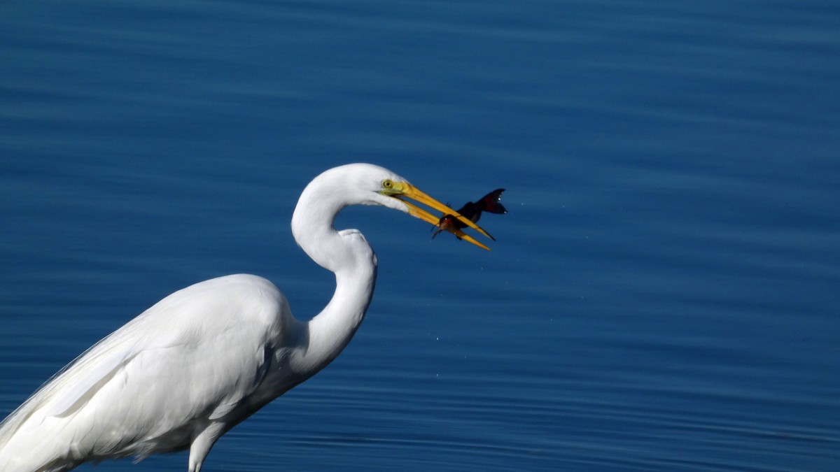 Koartza zuria - ML652738978