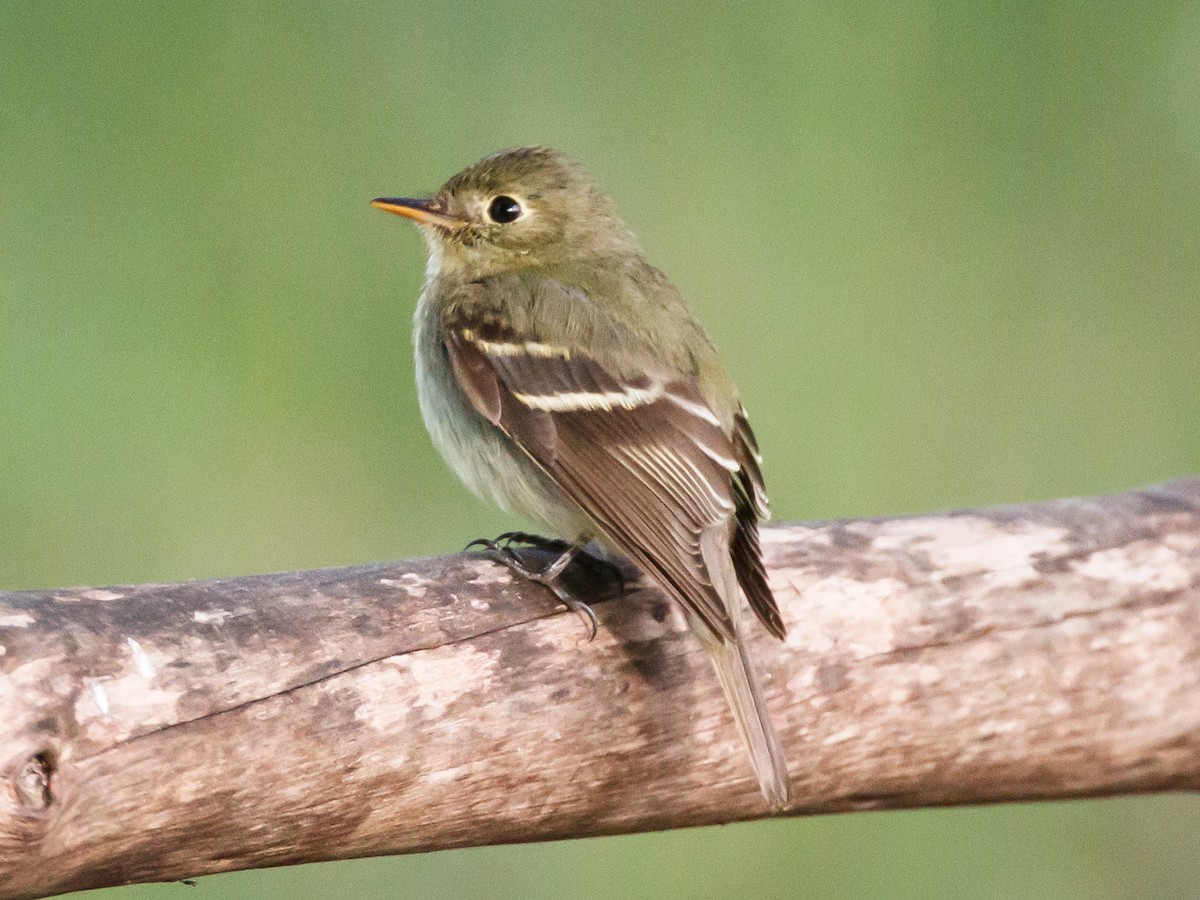 Піві-малюк жовточеревий - ML652739051