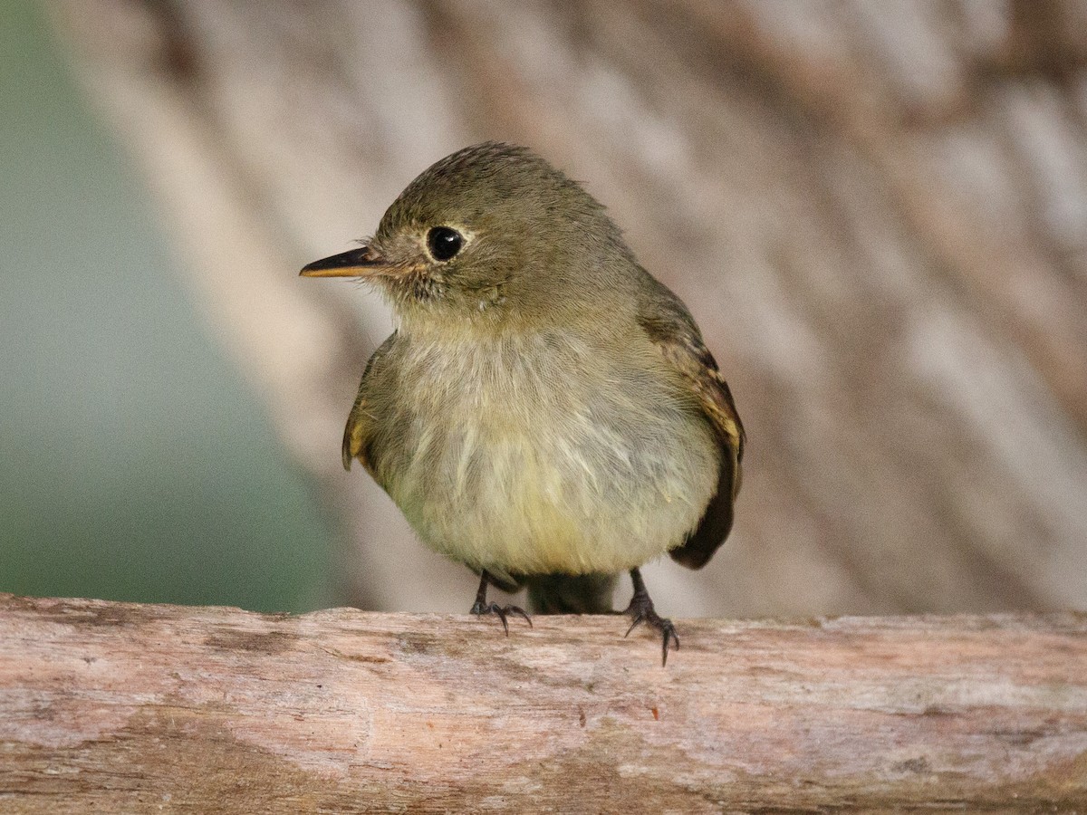 Піві-малюк жовточеревий - ML652739132