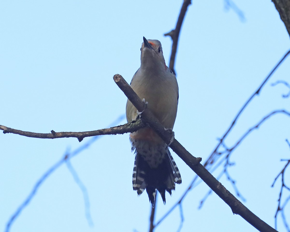 Red-bellied Woodpecker - ML652739182
