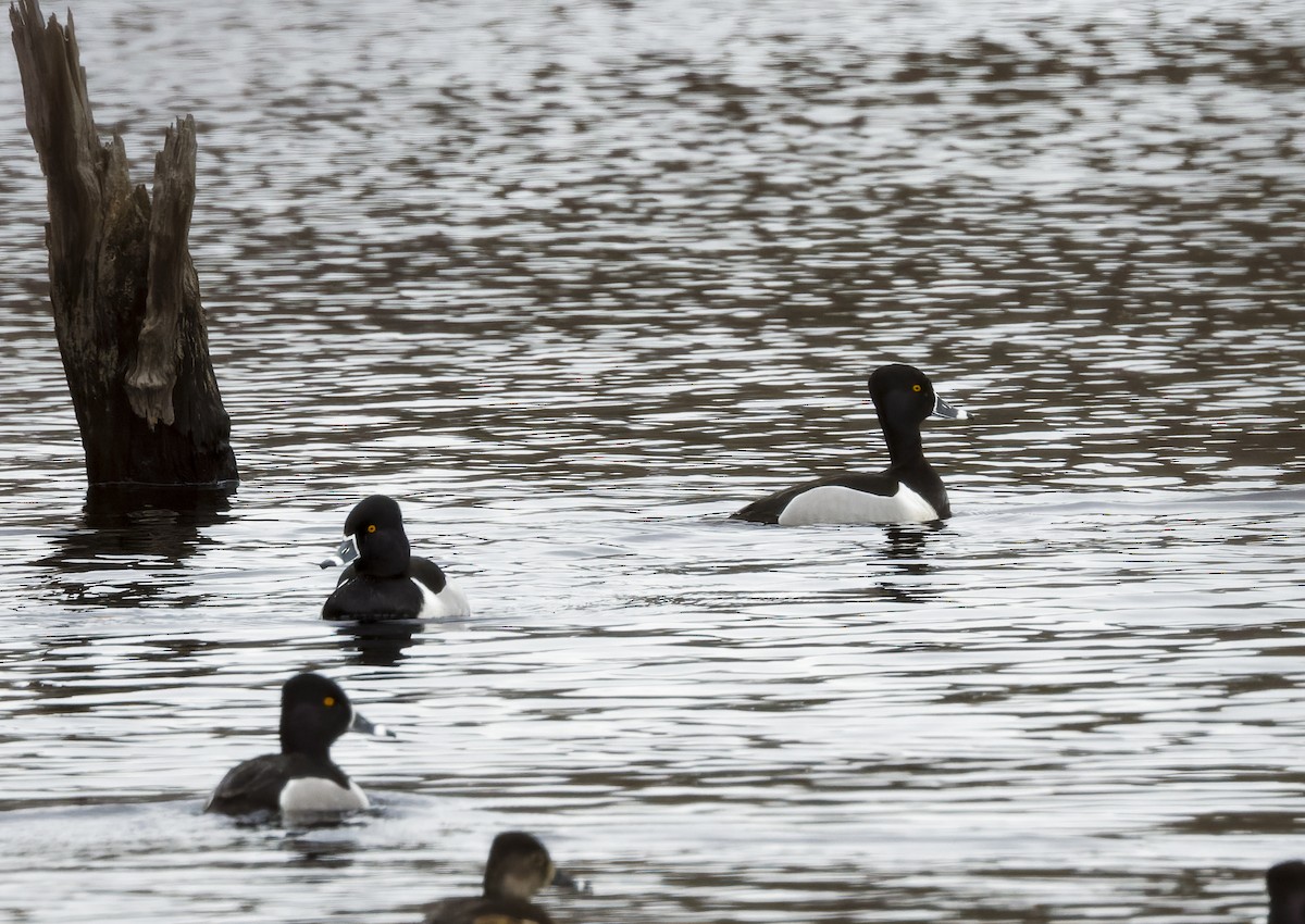 Ring-necked Duck - ML652739289