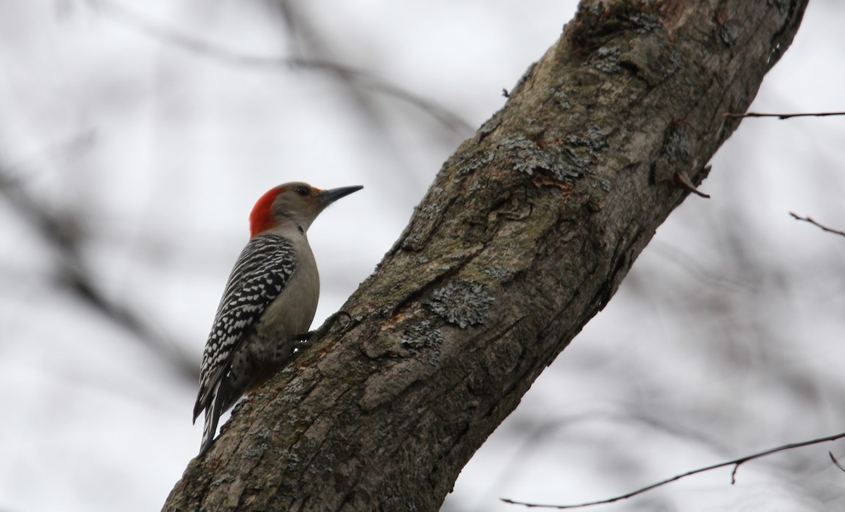 Red-bellied Woodpecker - ML652739335