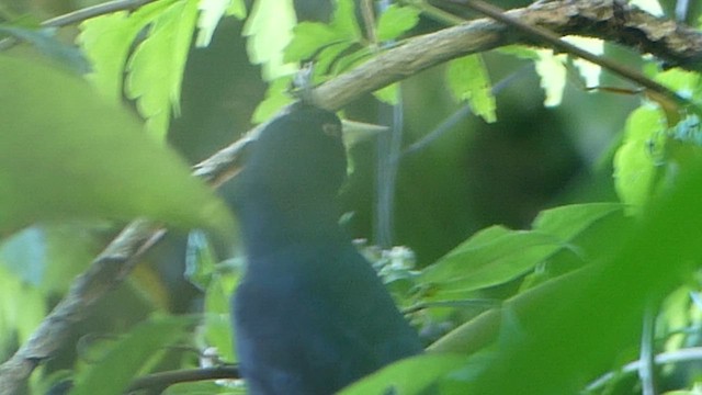 Yellow-billed Cacique - ML652739429