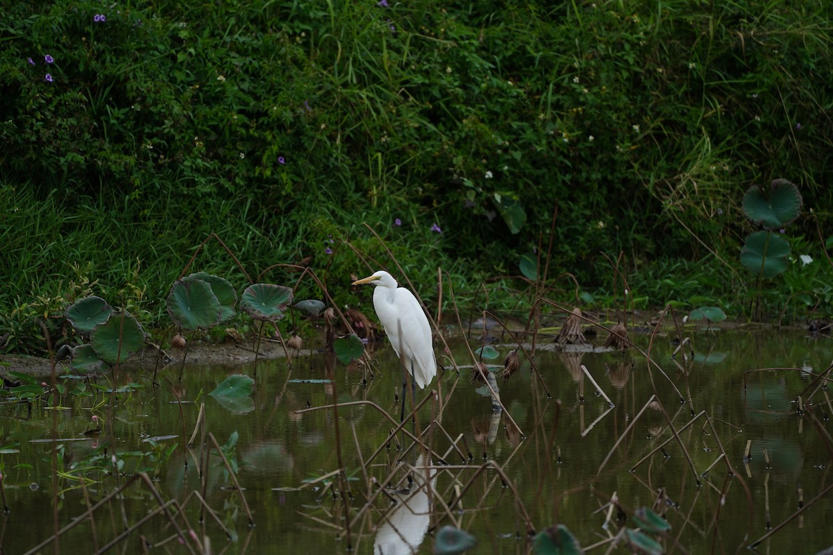 Koartza zuria - ML652739433