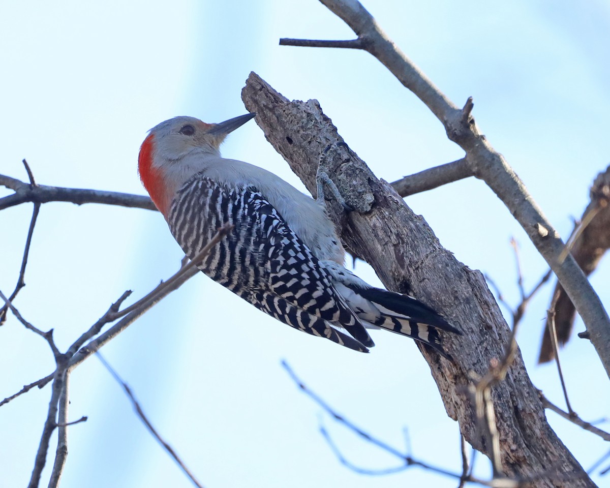 Red-bellied Woodpecker - ML652739839