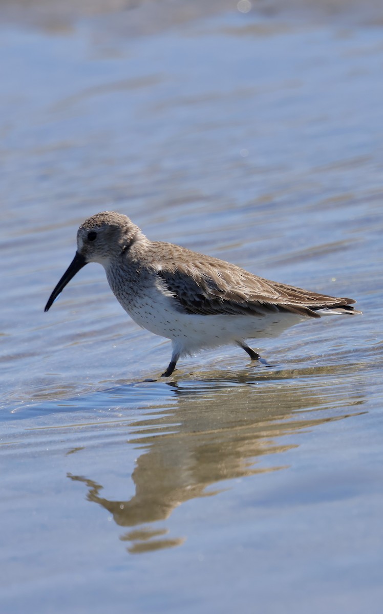 Txirri arrunta - ML652739917