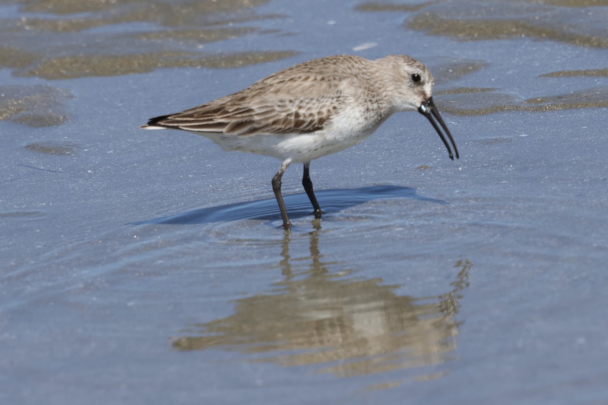 Txirri arrunta - ML652739918