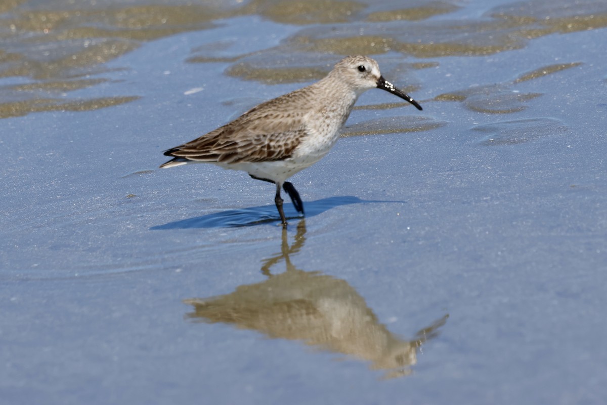 Txirri arrunta - ML652739919