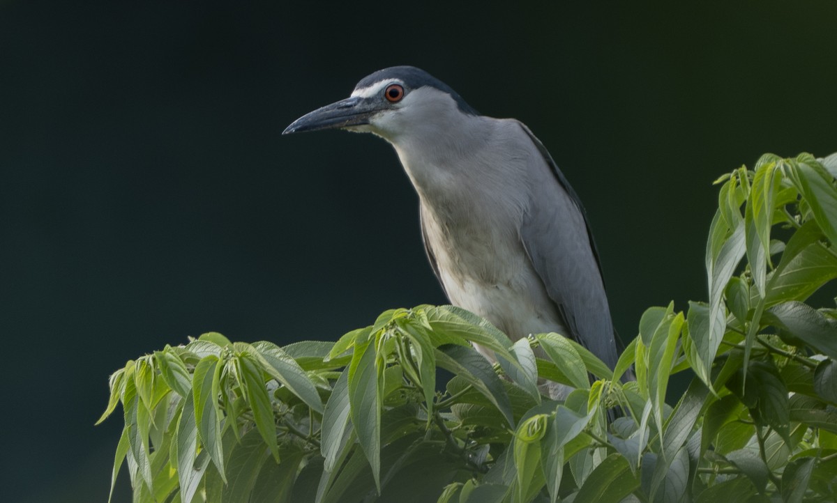 夜鷺 - ML652740299