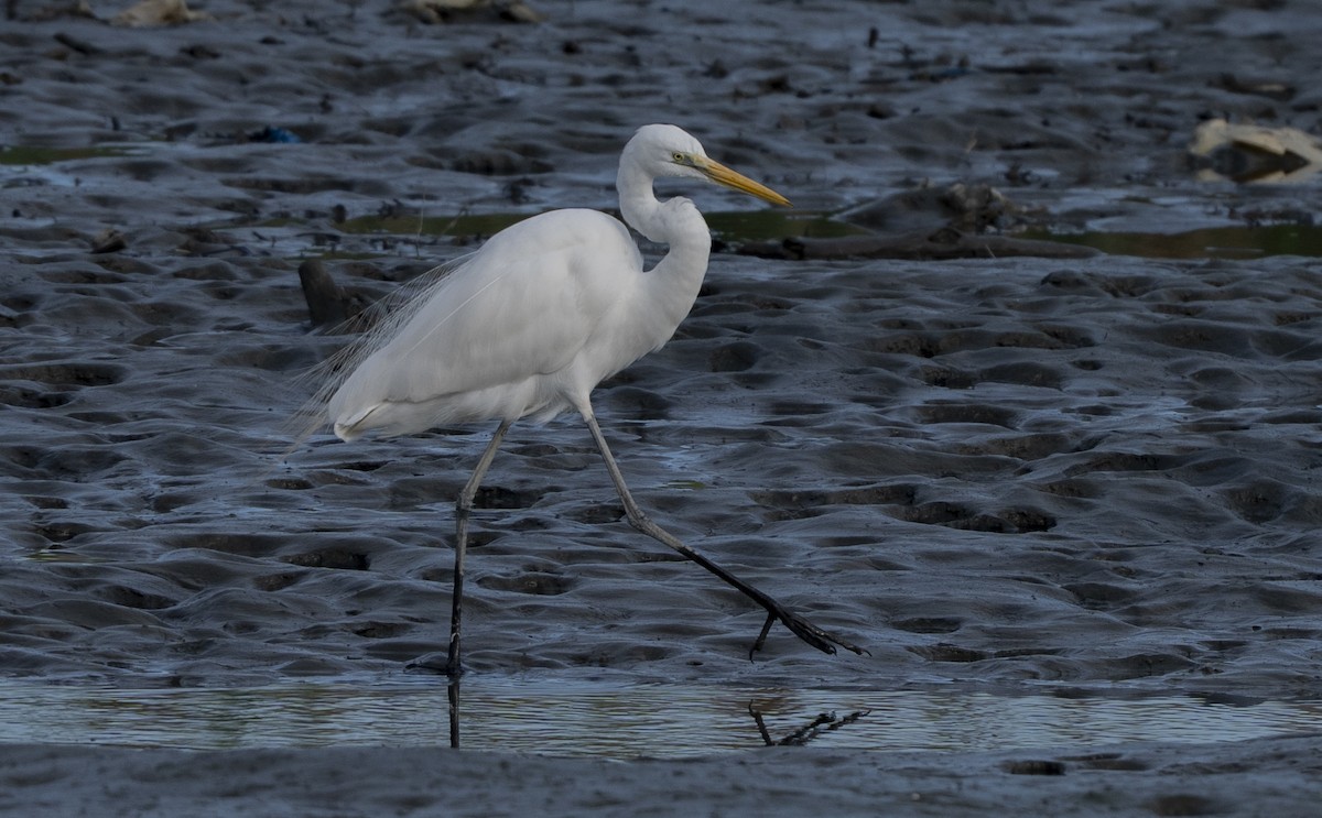 Koartza zuria - ML652740309