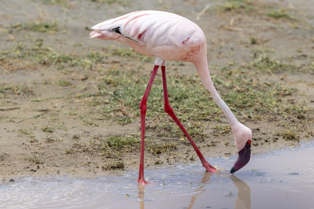 Lesser Flamingo - ML652740426