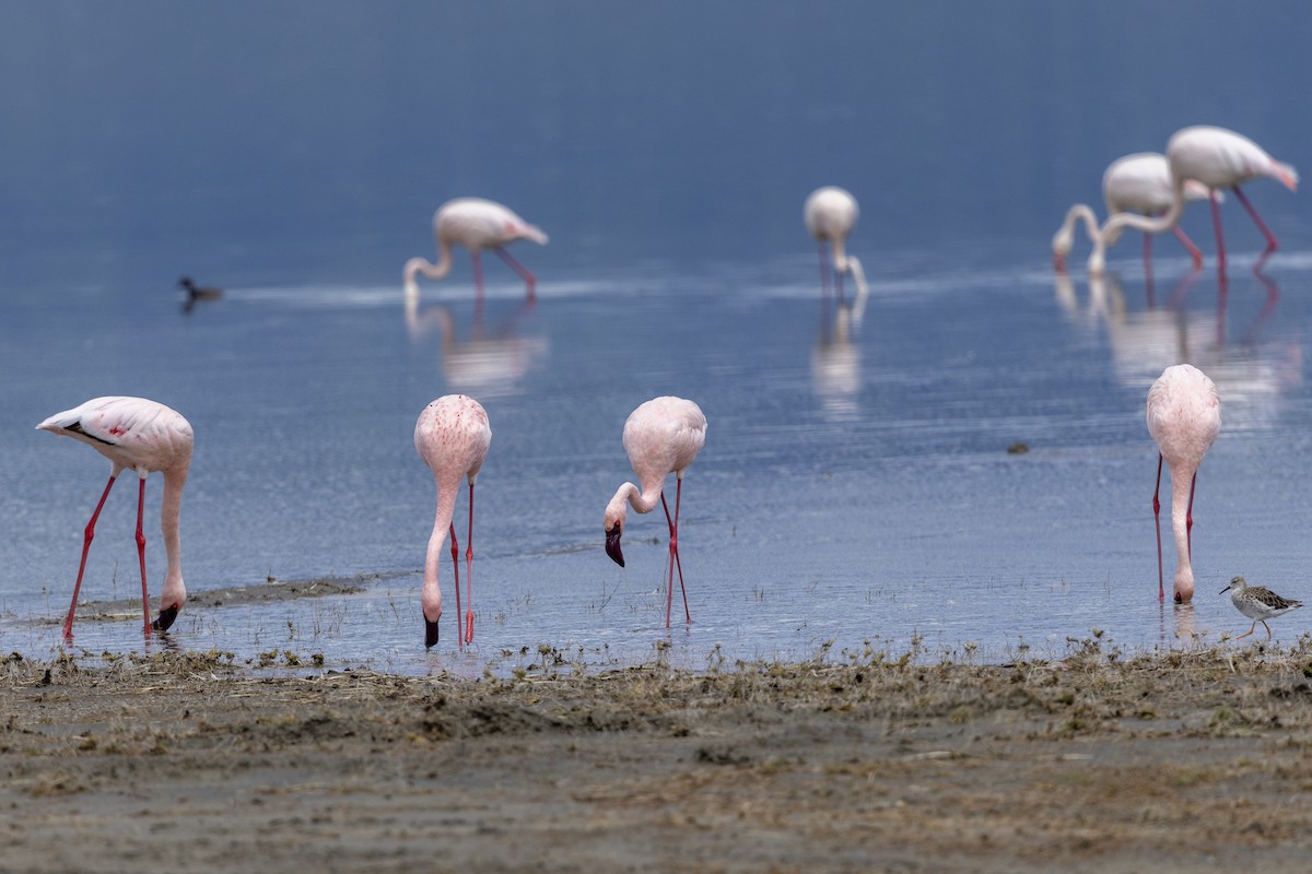 Lesser Flamingo - ML652740443