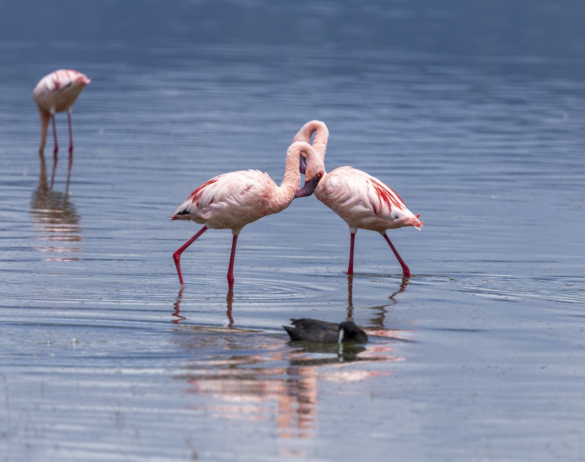 Lesser Flamingo - ML652740552