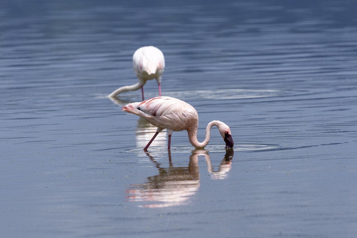 Lesser Flamingo - ML652740600