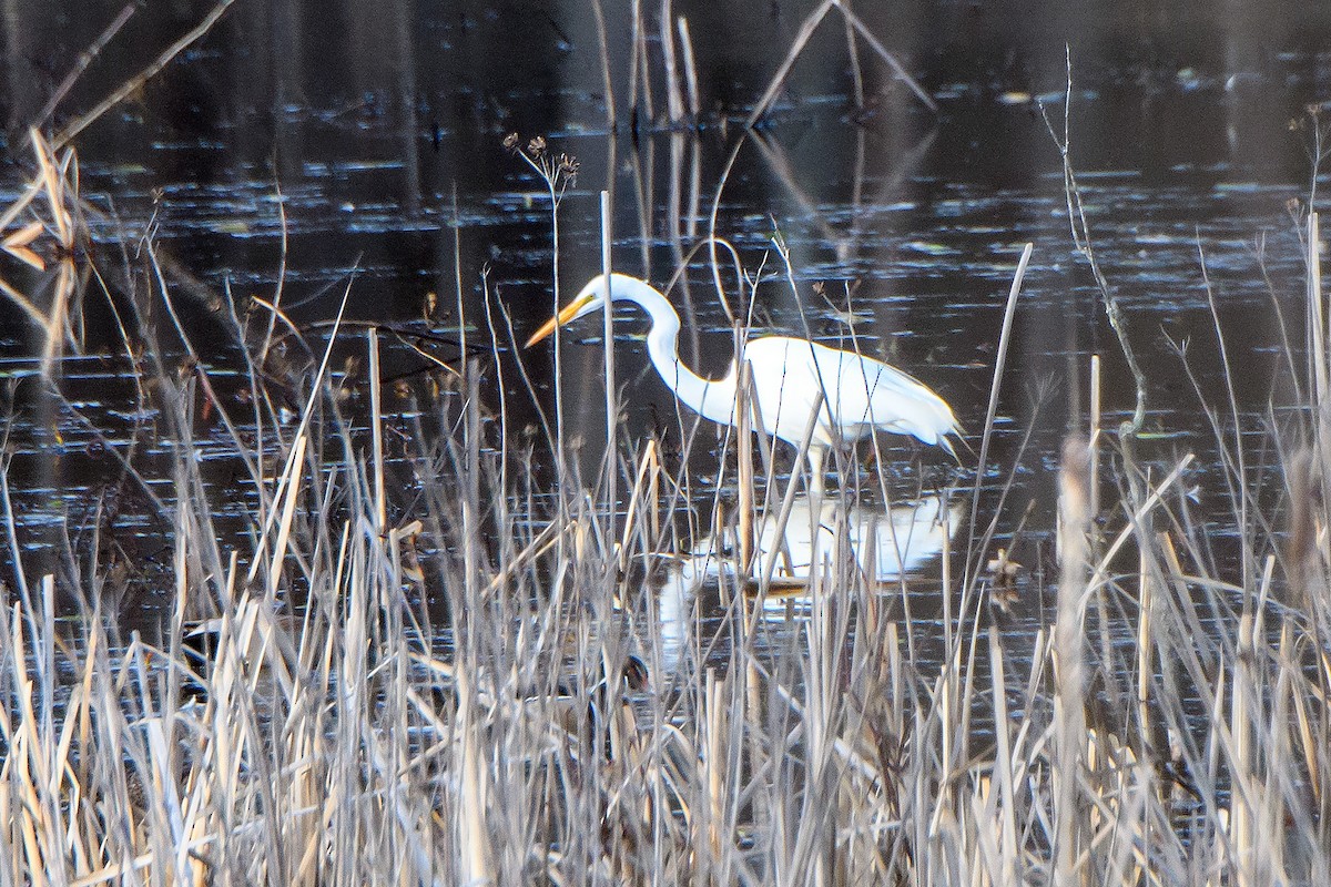 Koartza zuria - ML652740895