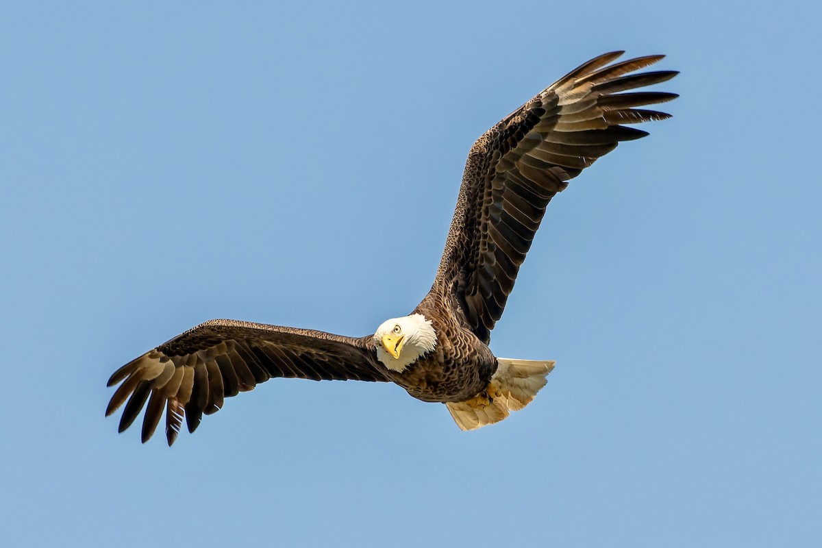 orel bělohlavý - ML652740913