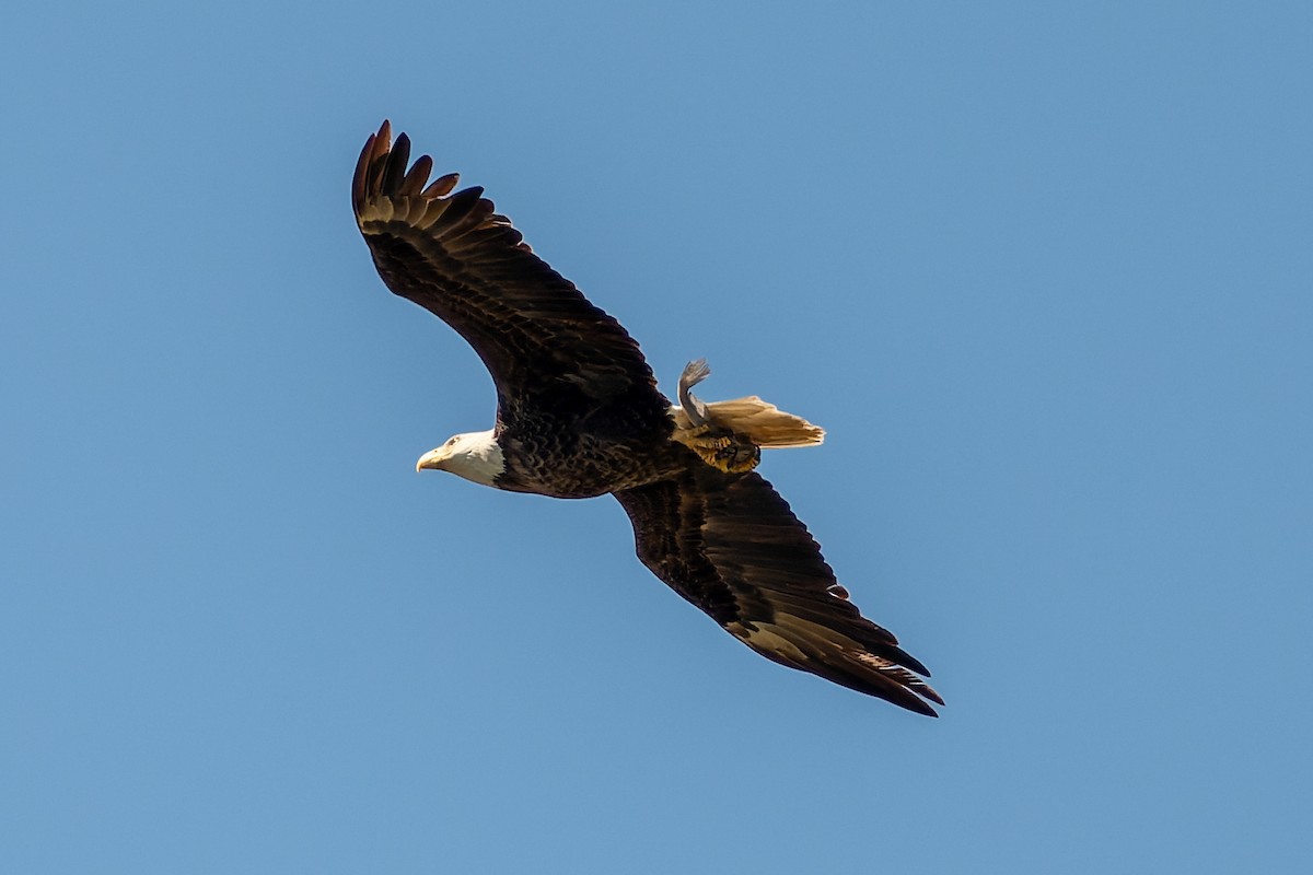 orel bělohlavý - ML652740914