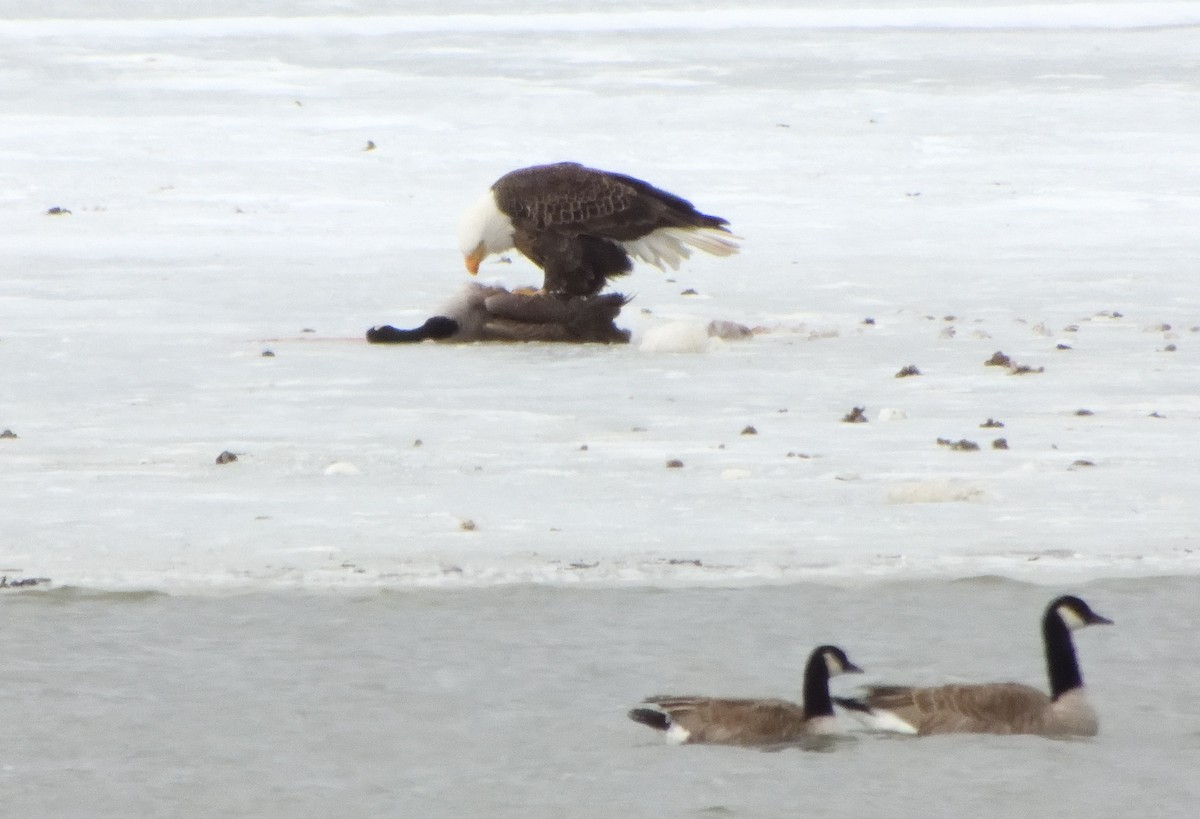 orel bělohlavý - ML652741205