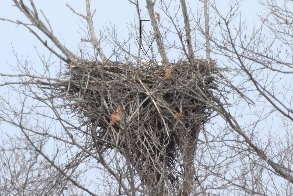 orel bělohlavý - ML652741208